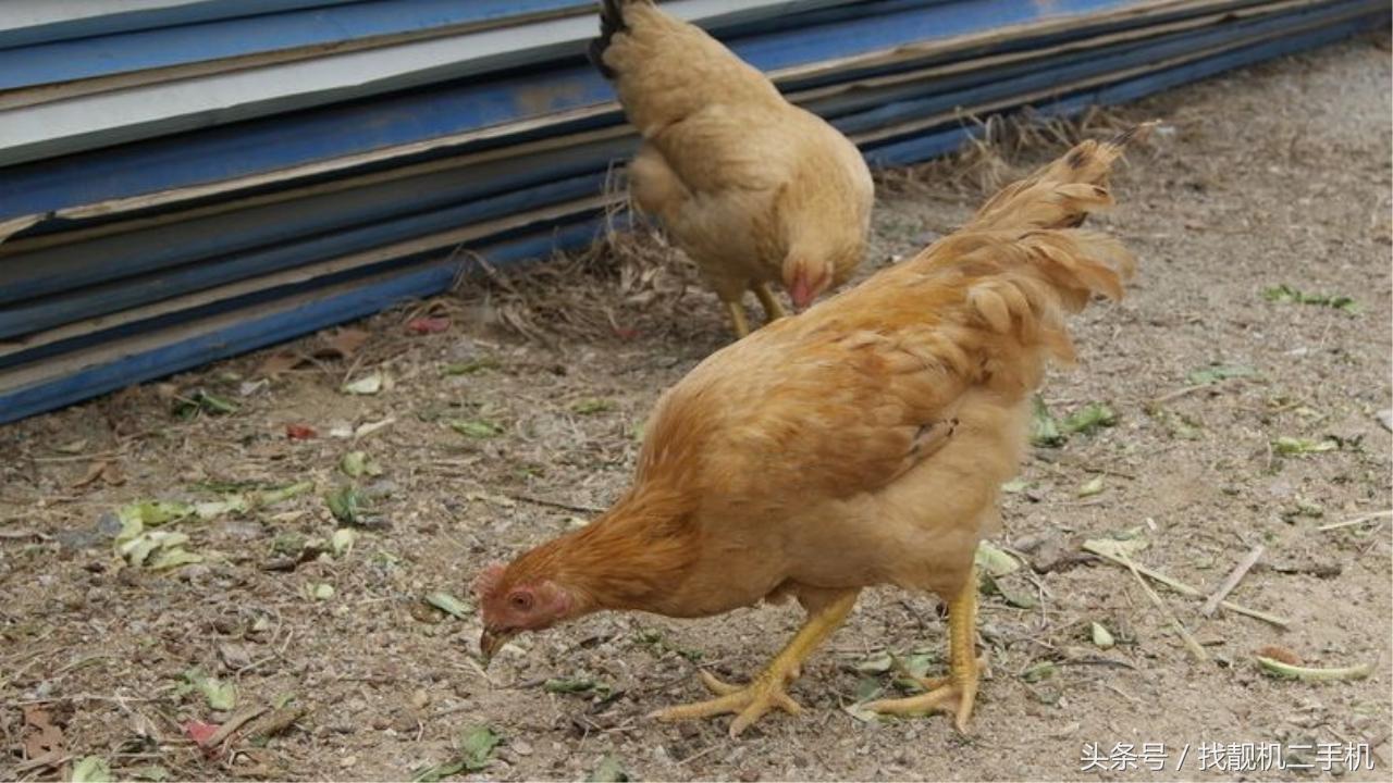 大公鸡吃完饭后为什么要吃石子,鸡为什么会吃小石头