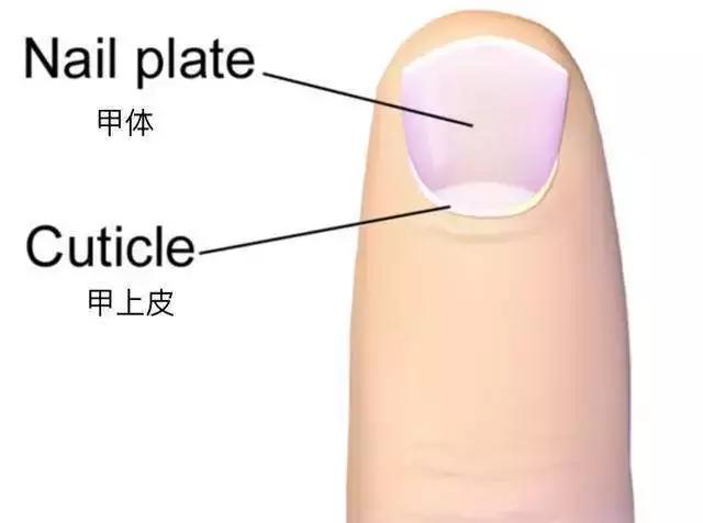 指甲薄做美甲容易得灰指甲吗,美甲之后感染灰指甲