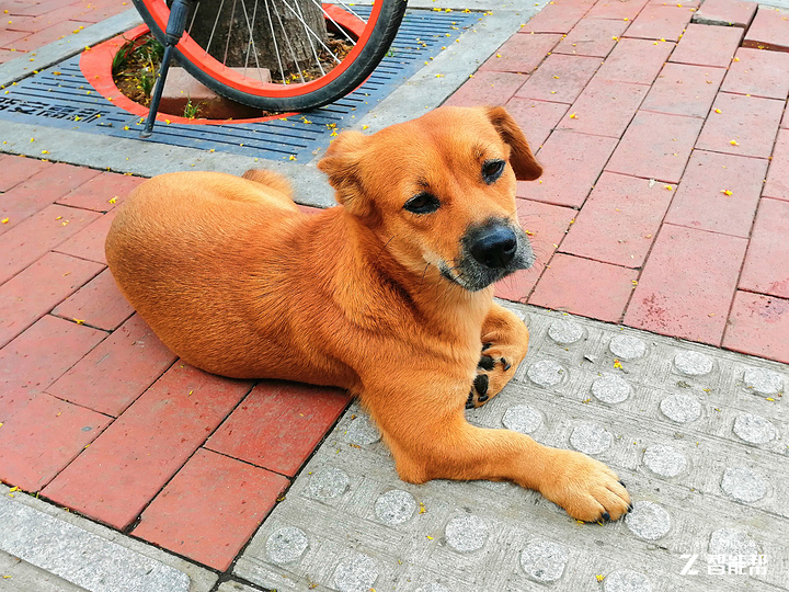 荣耀8x下巴宽度实测,荣耀8x手机技术参数