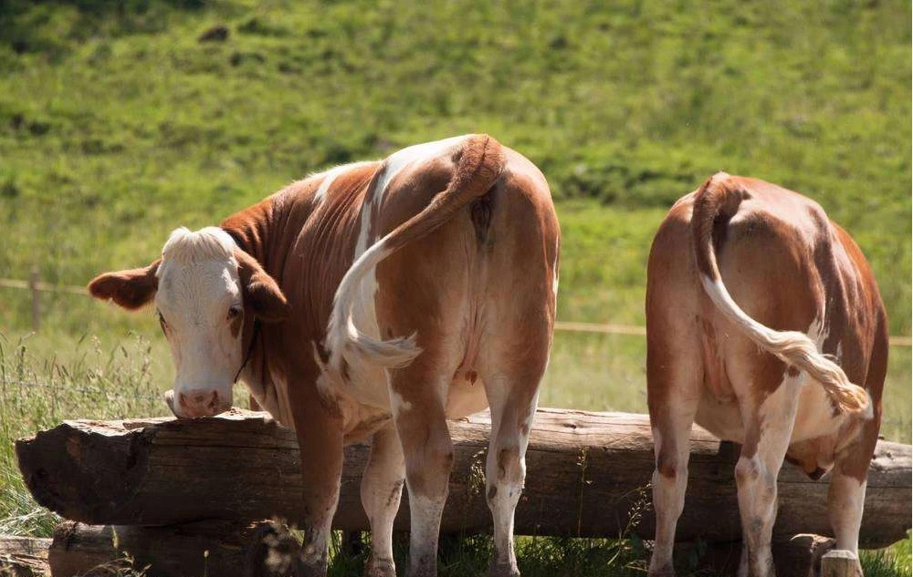 养牛的7个养母牛技术绝招,母牛繁育养殖技术