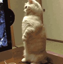 请问阁下可是向阳幼儿园扛把子？