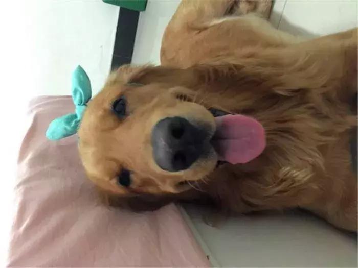 阿拉斯加被金毛吓怂,金毛受到惊吓后跑了