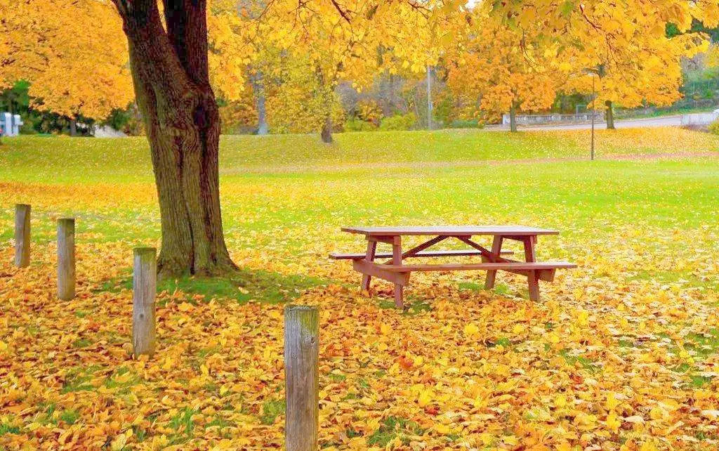 秋季燥咳的中医治疗,秋燥咳嗽中医怎么治