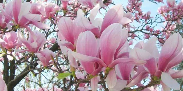 盐城以后有可能成为二线城市吗,盐城有望成为二线城市吗