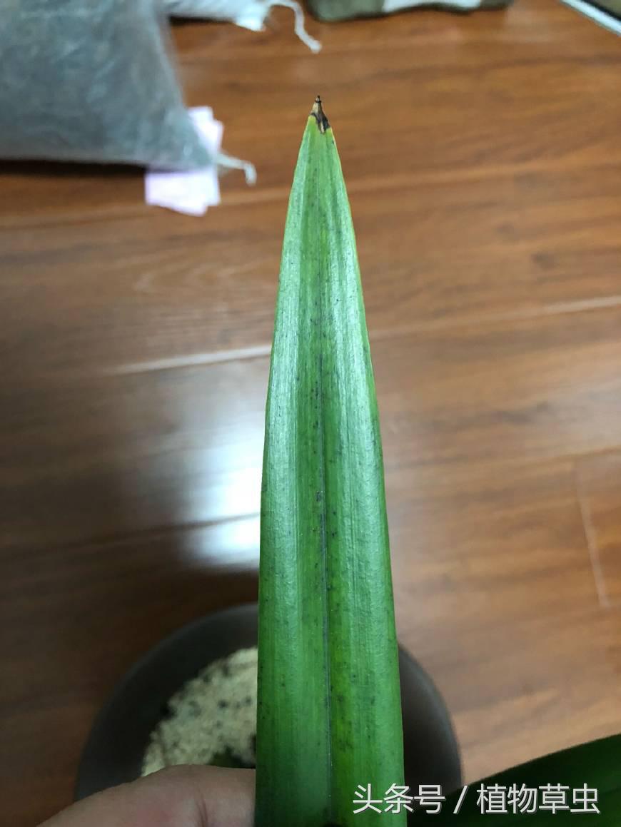 养兰花谨记3个小细节爆盆拦不住,兰花换盆后怎么养才能长得更好