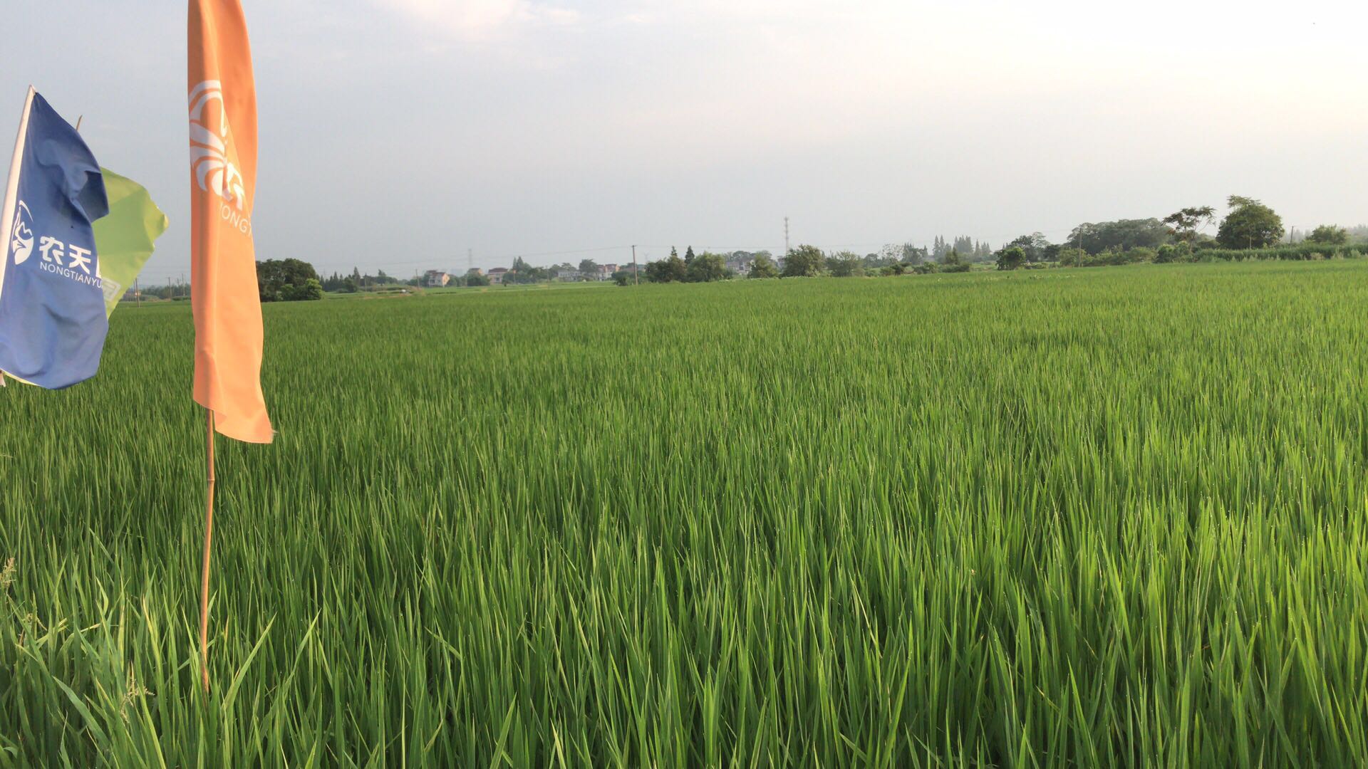 90后大学生返乡种地记录生活点滴 (90后大学生返乡种地)