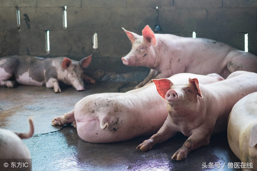 老兽医教你看症状，识猪病！
