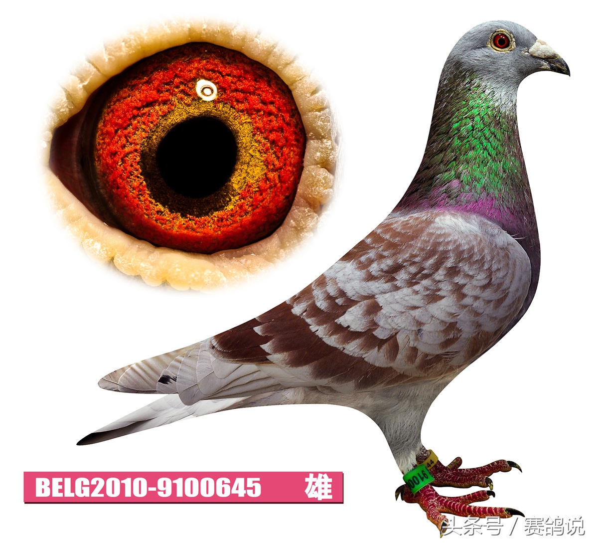 赛鸽400公里回来怎么调理,赛鸽秋赛的注意事项