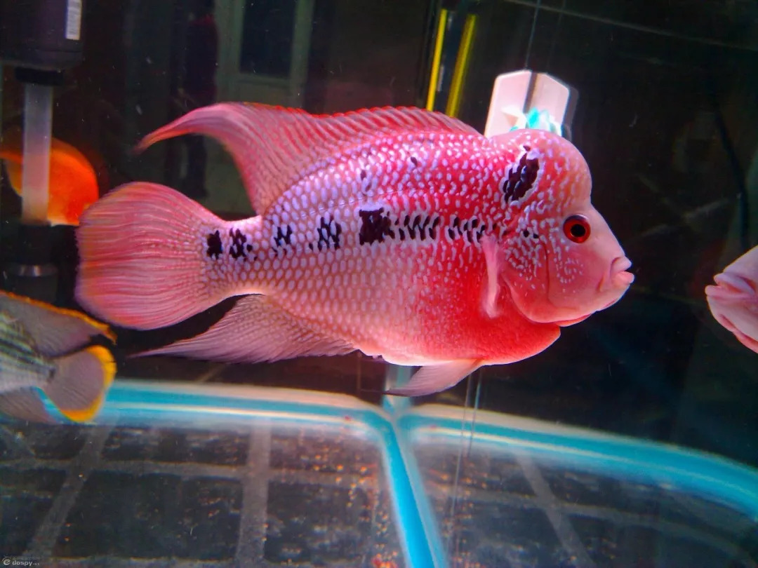 罗汉鱼不爱吃食怎么回事,罗汉鱼怎么养不会生病