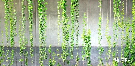 植物窗帘图案,植物窗帘效果图大全