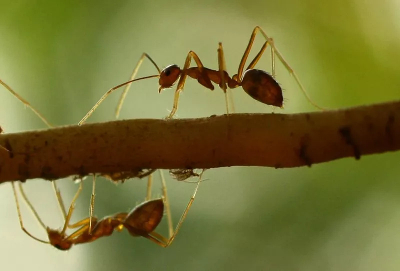 红火蚁的防治方法,红火蚁危害大专家支招防控技巧