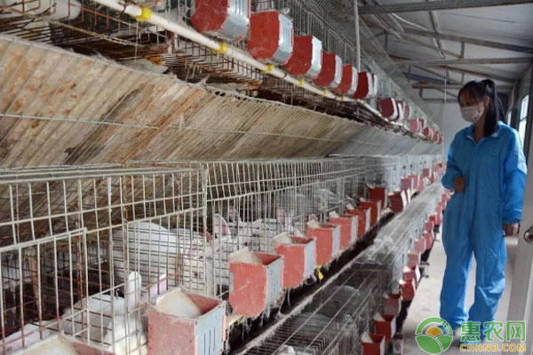 靠肉兔养殖致富,村民靠种花致富