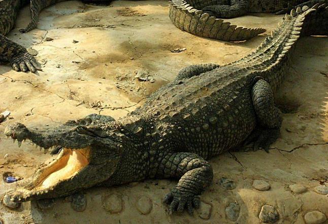 六角恐龙肚子变大是怎么回事,恐龙为什么这么大