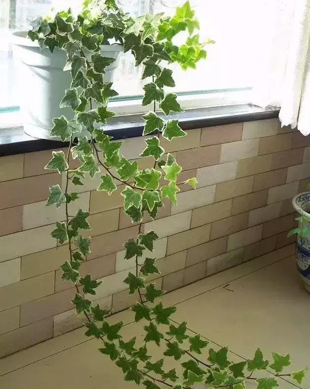 植物窗帘图案,植物窗帘效果图大全