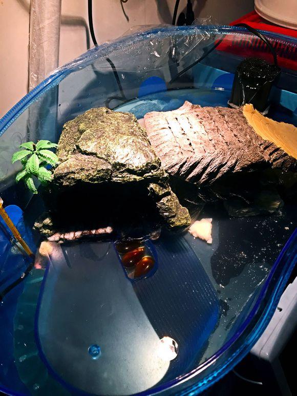 「龟友记录」萌妹子养龟全纪录（第一部）