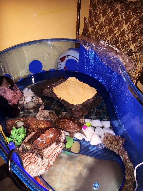 「龟友记录」萌妹子养龟全纪录（第一部）