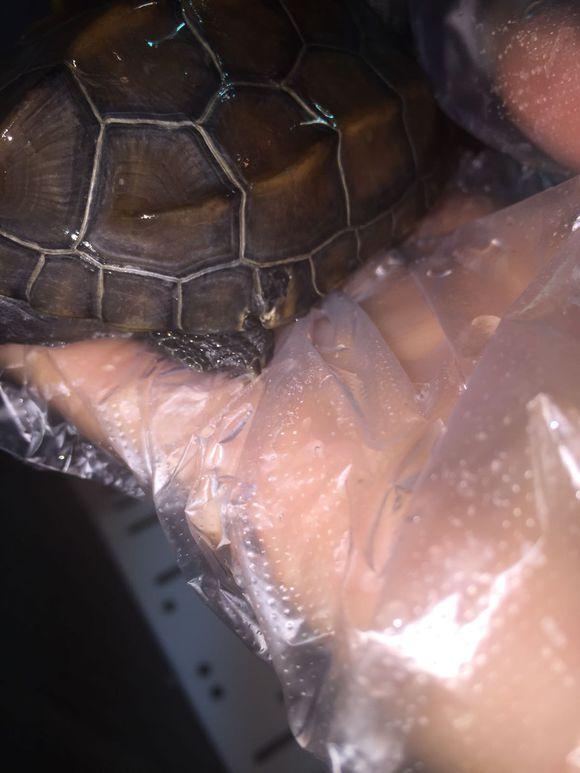 「龟友记录」萌妹子养龟全纪录（第一部）