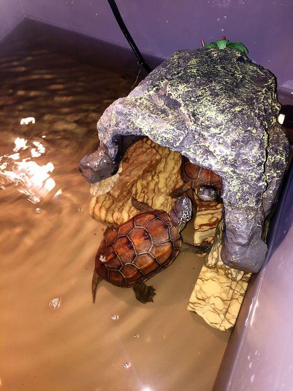 「龟友记录」萌妹子养龟全纪录（第一部）