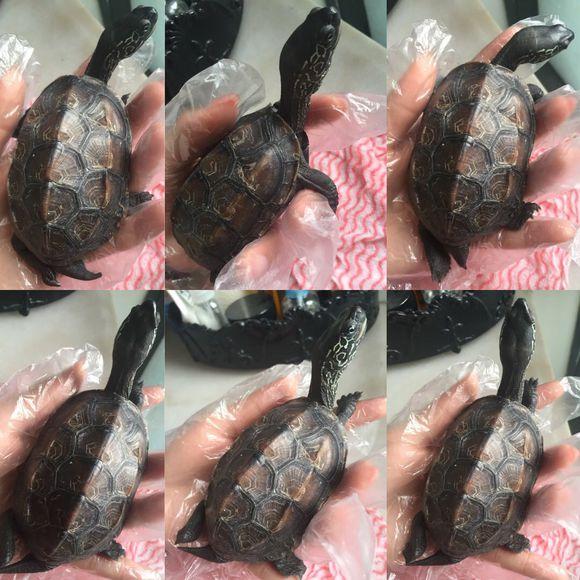 「龟友记录」萌妹子养龟全纪录（第一部）