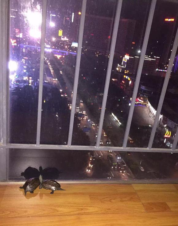 「龟友记录」萌妹子养龟全纪录（第一部）