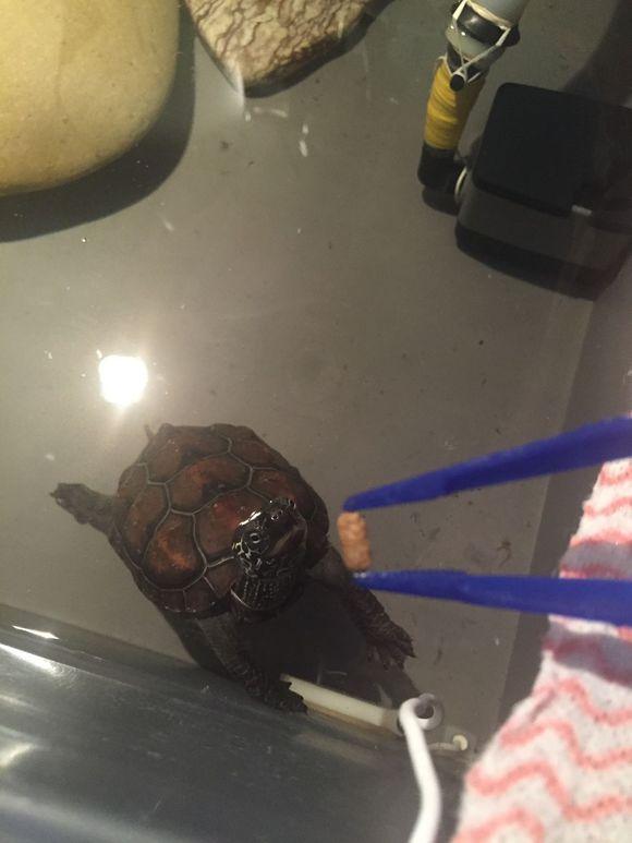 「龟友记录」萌妹子养龟全纪录（第一部）