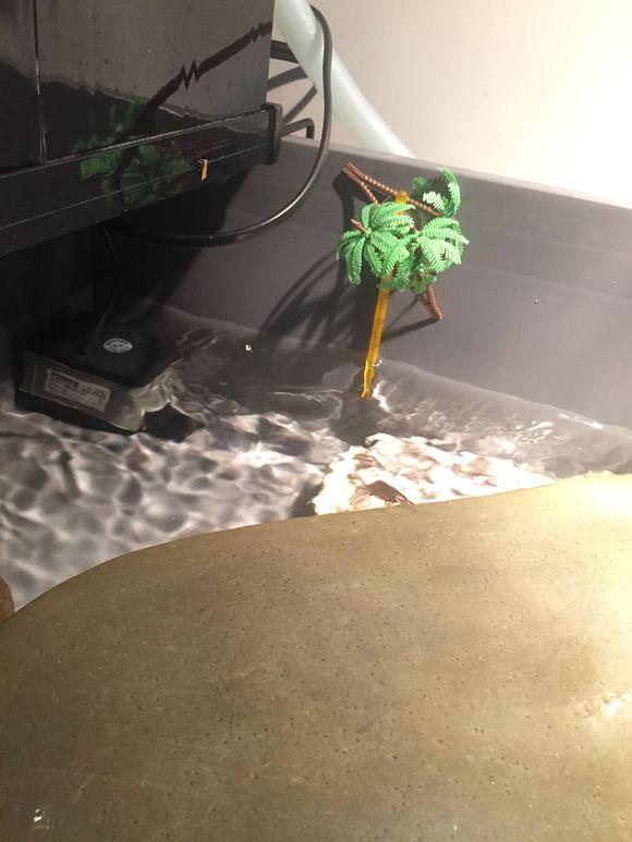 「龟友记录」萌妹子养龟全纪录（第一部）