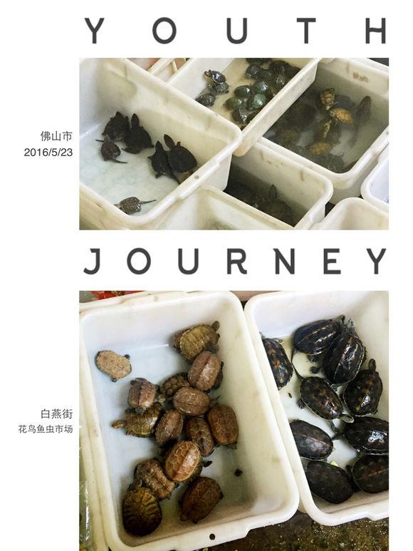 「龟友记录」萌妹子养龟全纪录（第一部）