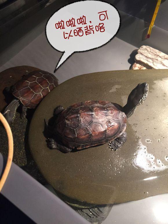 「龟友记录」萌妹子养龟全纪录（第一部）