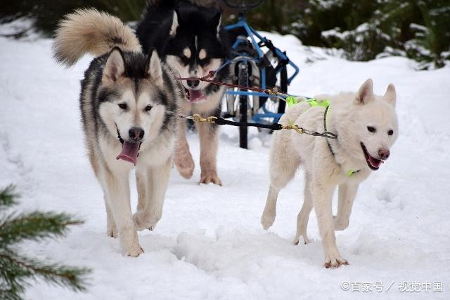 阿拉斯加狗狗皮肤病用什么药?阿拉斯加怎么预防皮肤病?