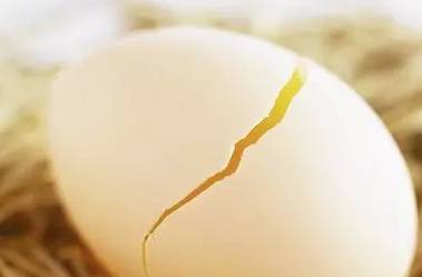 种蛋营养比普通蛋营养好吗,吃蛋多多的副作用