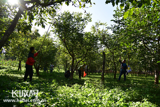 邯郸涉县打核桃时间,涉县打核桃