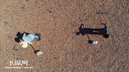 邯郸涉县打核桃时间,涉县打核桃