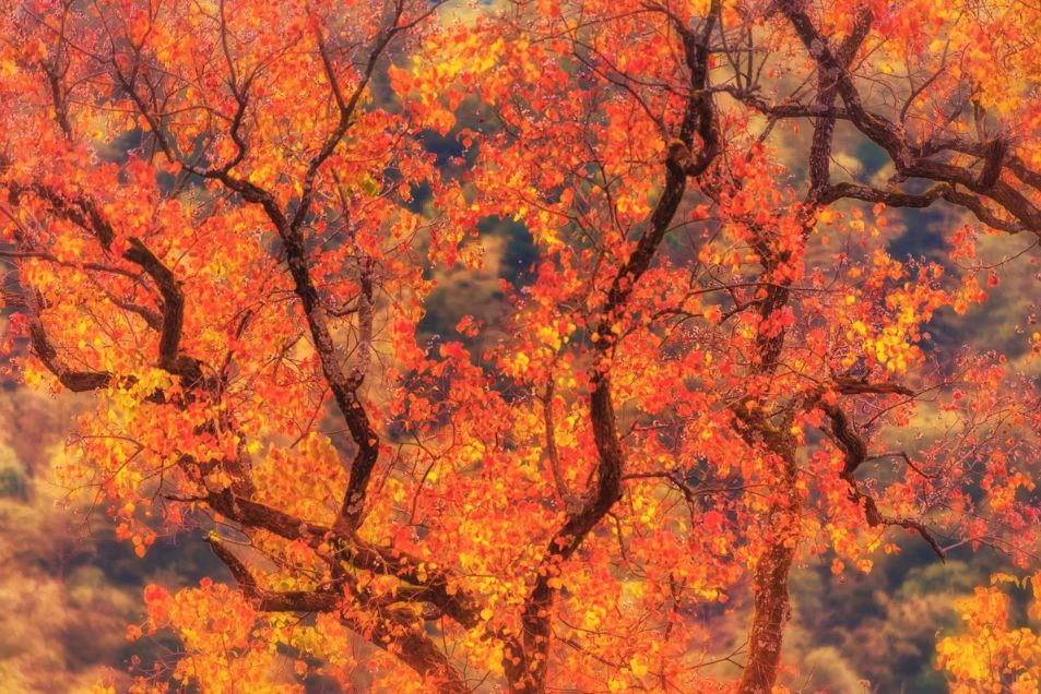 秋天的婺源什么时候去最美,秋天的婺源是色彩的天堂