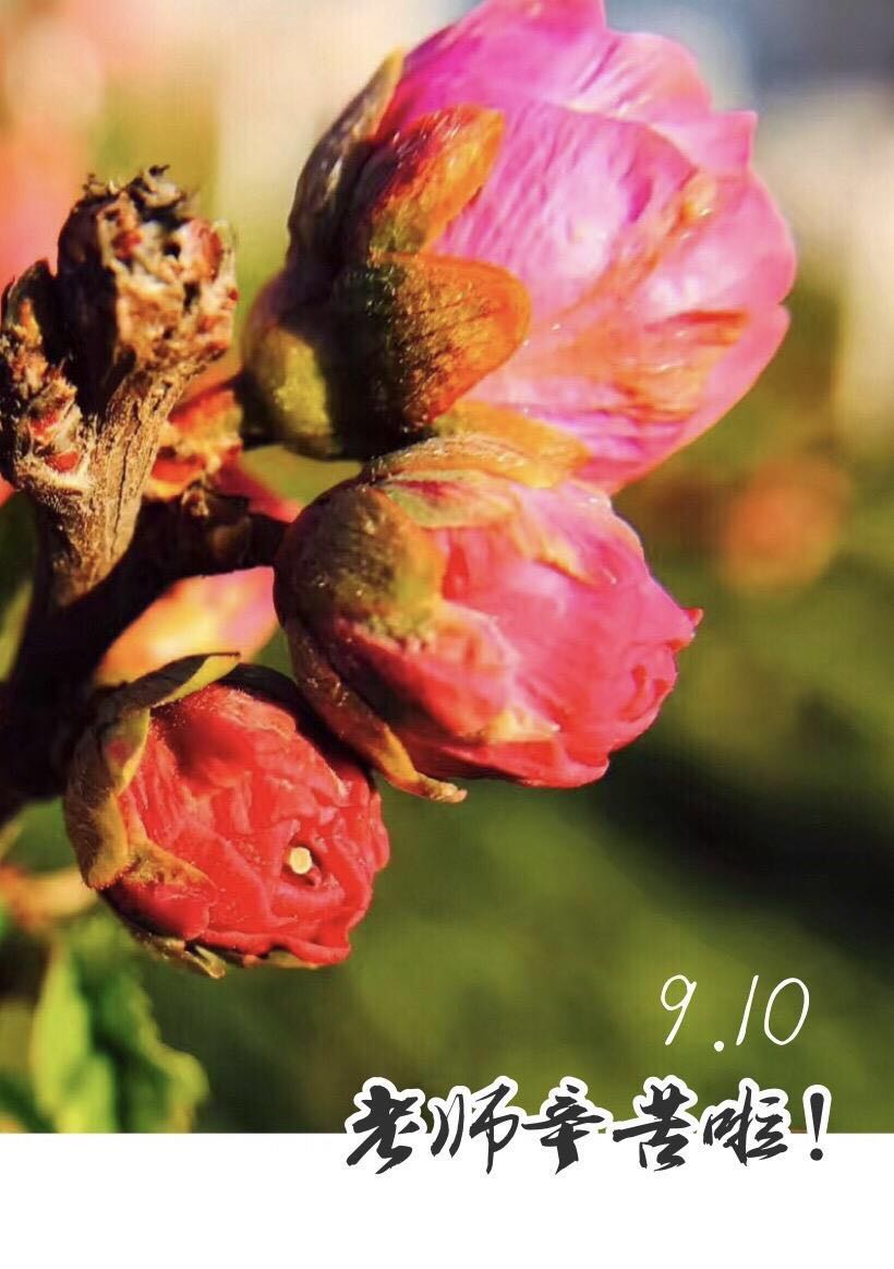 教师节制作感恩卡幼儿园,教师节感恩卡怎么制作