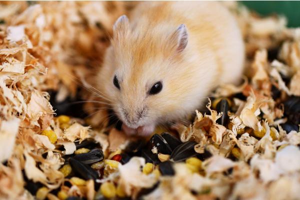 仓鼠能用水洗澡吗夏天,仓鼠浴室里仓鼠是怎么洗澡的