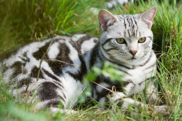 常见的宠物猫有几种品种,常见宠物猫品种大全