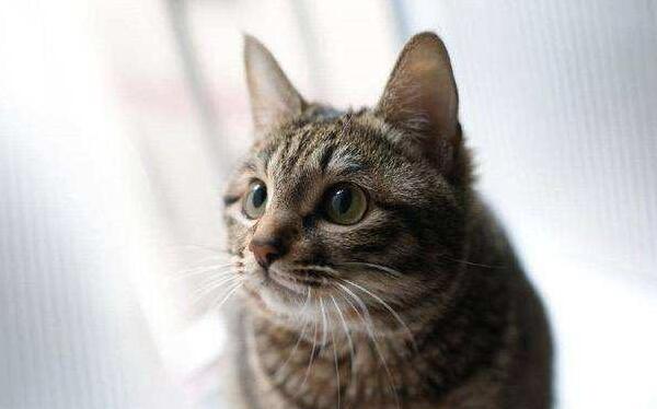 常见的宠物猫品种有哪些,一般宠物猫的品种有几种