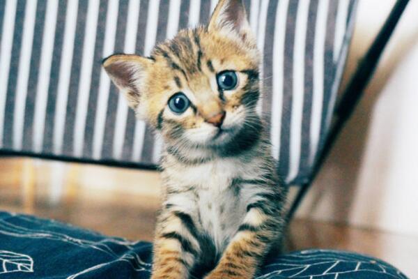 中华田园猫真的不如宠物猫吗,中华田园猫也可以当橘猫