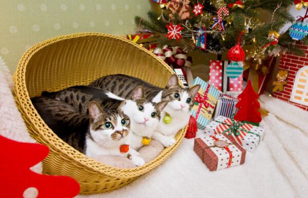 中华田园猫真的不如宠物猫吗,中华田园猫也可以当橘猫