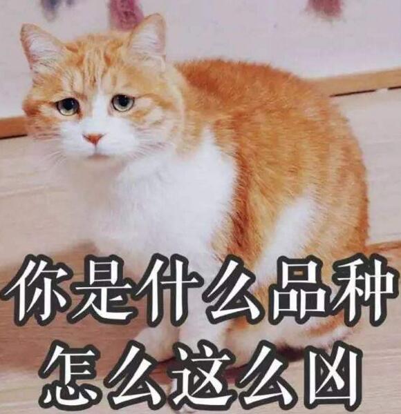 中华田园猫真的不如宠物猫吗,中华田园猫也可以当橘猫