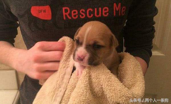 去宠物店挑选狗要注意哪些方面,宠物店给狗狗护理到底有没有必要