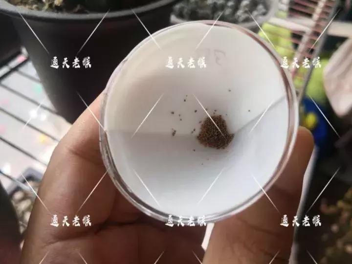 多肉播种洗种子全过程：是时候展现真正的技术了！