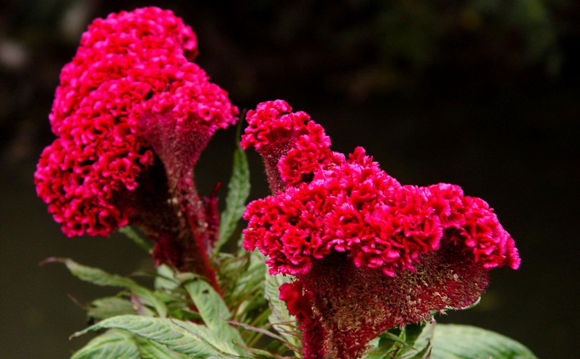属鸡人养什么植物最旺,十二生肖幸运植物