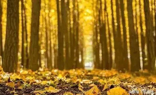 北京秋天一定要看的美景,北京秋天到处都是天堂般的美