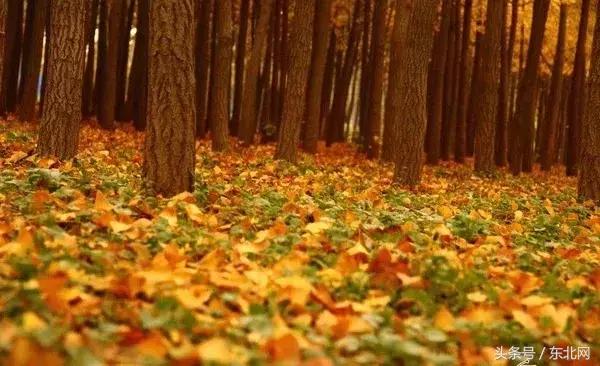 北京秋天一定要看的美景,北京秋天到处都是天堂般的美