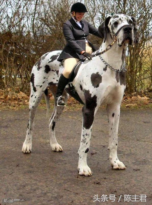 世界名犬前十名,世界名犬排名前十名图片