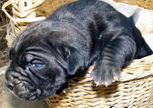 世界名犬前十名,世界名犬排名前十名图片