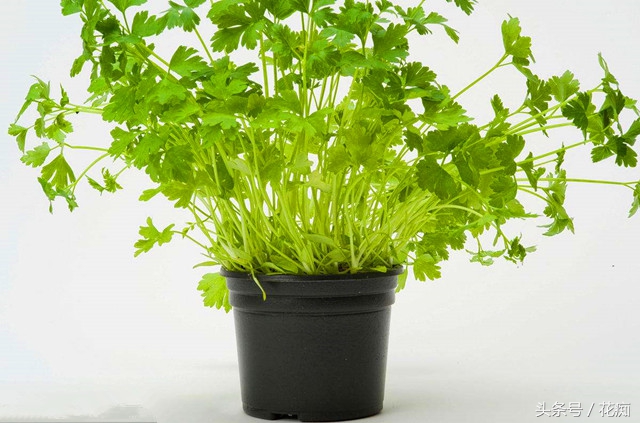 30块一斤的香菜，现在种正合适，一冬天吃不完，还长得大如芹菜！