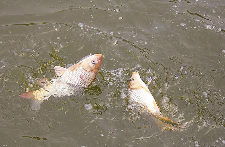 细线怎么遛大鱼,小钩细线遛大鱼是真的吗