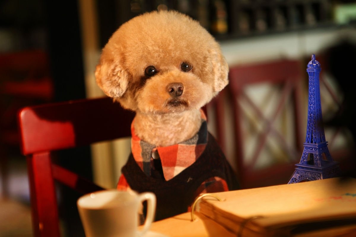 狗的种类大全,狗的种类大概介绍